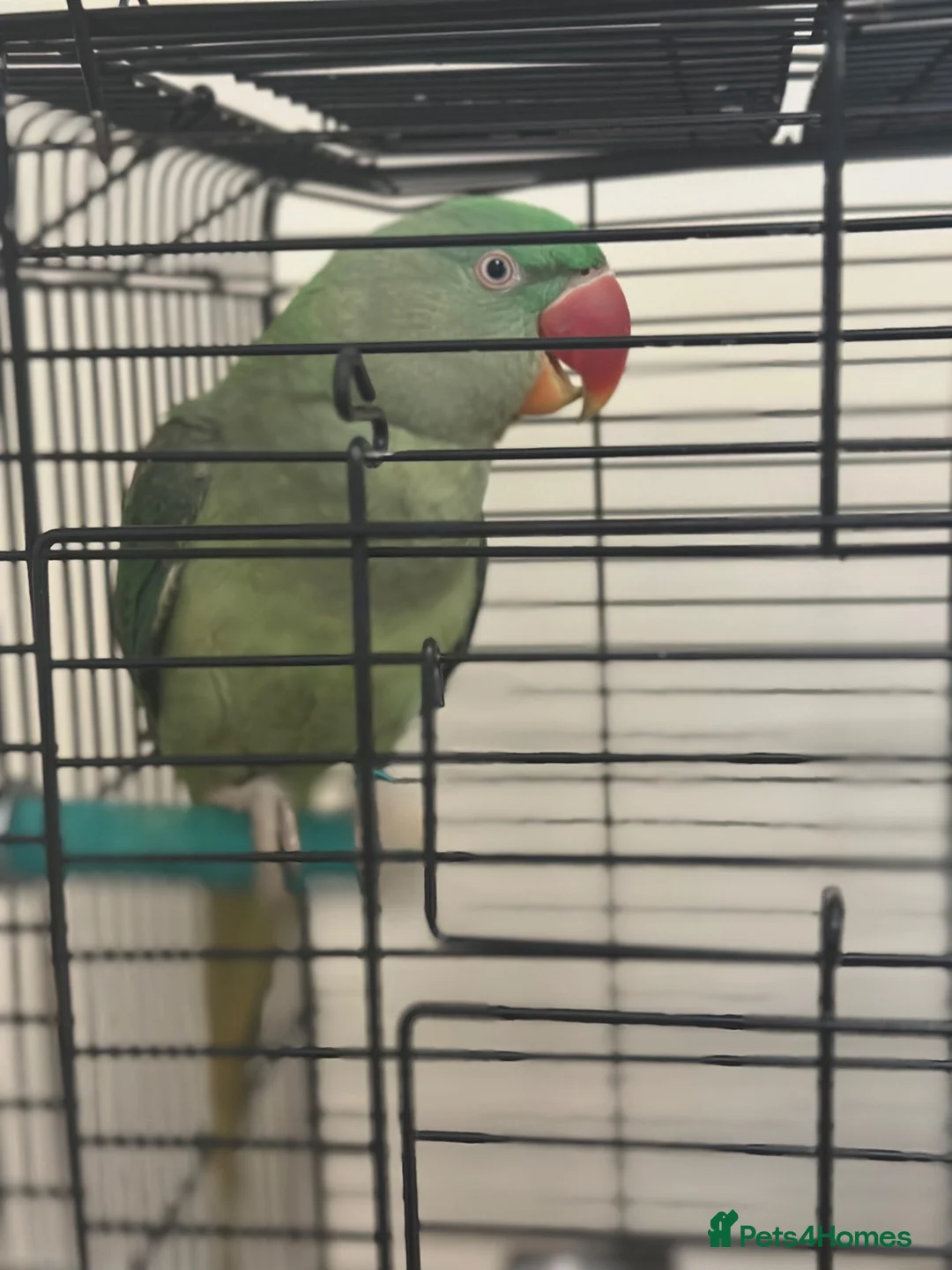 Parrots birds for sale: Alexandrian Parrot for Sale in Warminster - Advert 1