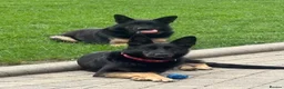 German Shepherd dogs for sale: Jas Padda in Romford - Advert 1