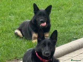 German Shepherd dogs 2 adorable GSD puppies ❤️ - Advert 2