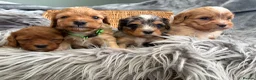Cavapoo dogs for sale: EXCEPTIONAL EXTENSIVELY HEALTH TESTED BABIES - Advert 12