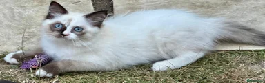 Ragdoll 2