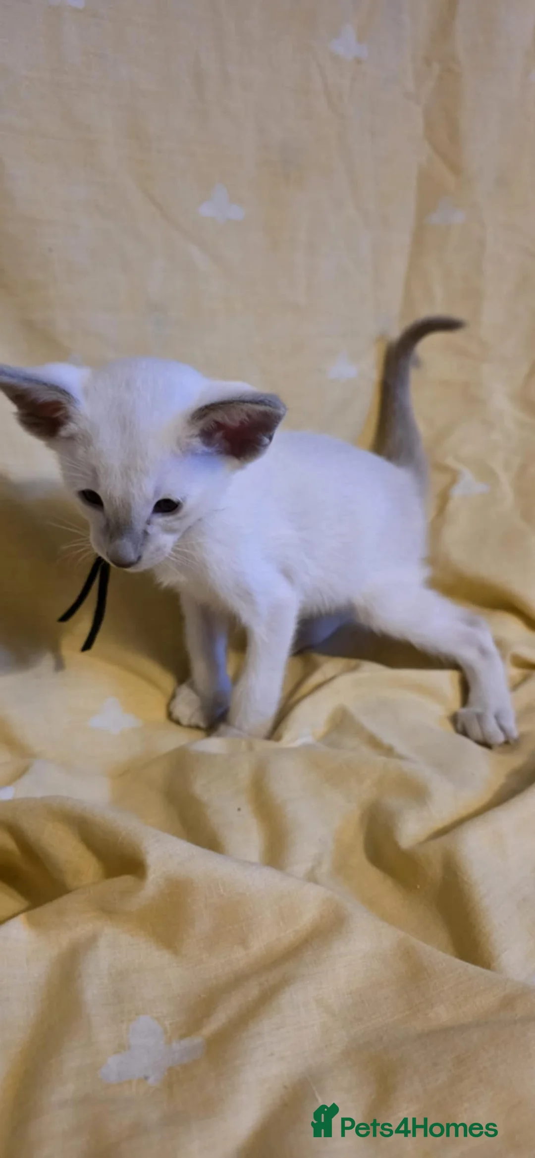 Oriental cats for sale: Stunning GCCF Oriental  and Lilac Siamese Kittens  - Advert 7