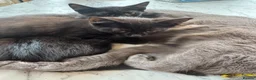 Mixed Breed cats for sale: 2 boys Black Russian  - Advert 7