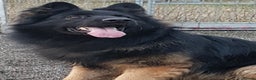 German Shepherd dogs for stud: Fully Health tested Ronnie Now at stud in Wisbech - Advert 1