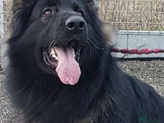 German Shepherd dogs in Wisbech - Advert 25