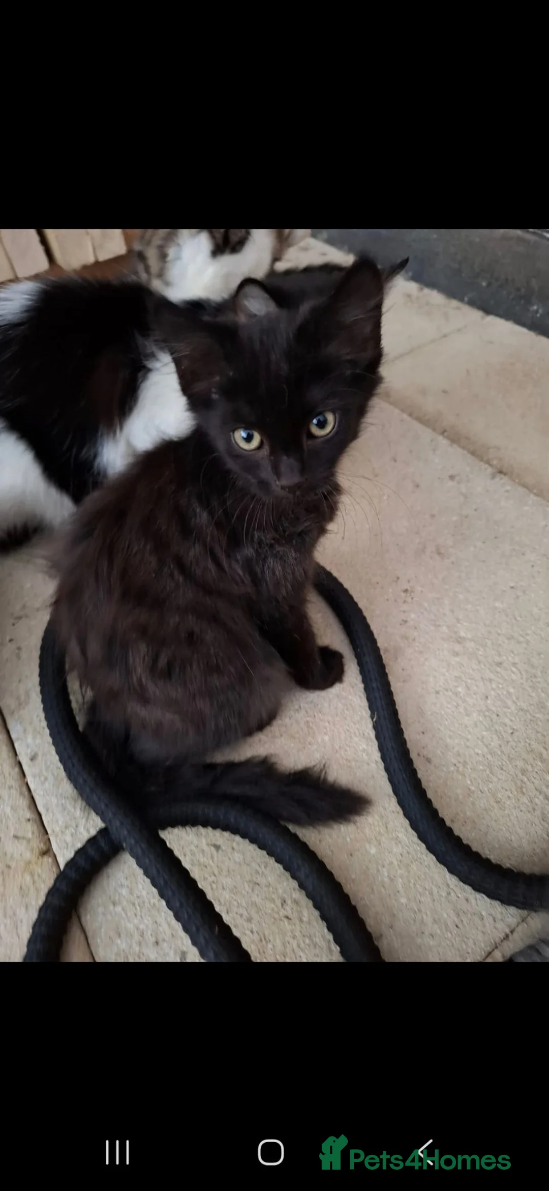 Mixed Breed cats for sale: Fluffy kittens  in Kettering - Advert 2