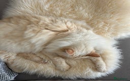 Ragdoll cats for sale: Vince the ragdoll.  - Image 10