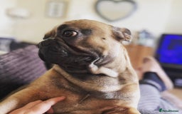 French Bulldog dogs for sale: Beautiful, gentle natured french bulldog  - Image 1