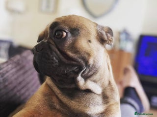 French Bulldog dogs - Advert 3