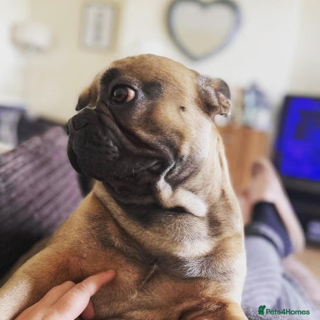 French Bulldog dogs - Advert 1