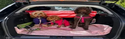 Cavapoo dogs for sale: Stunning F1b Cavapoo puppies- 5* licensed - Advert 12