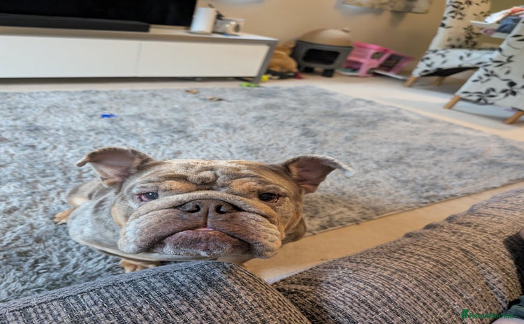 English Bulldog dogs - Advert 3
