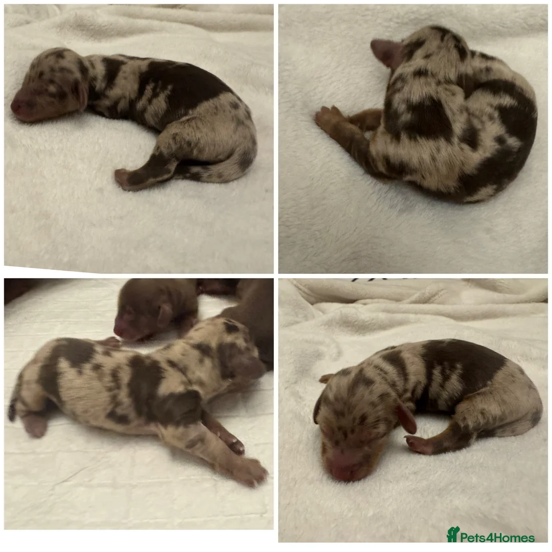 Miniature Dachshund dogs for sale: Miniature long hair dachshund Puppies  - Advert 39