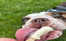 English Bulldog dogs for sale: 1 yr old British Bulldog girl  - Image 7