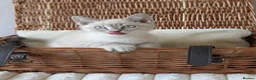 British Shorthair cats for sale: 🐾 Beautiful British Shorthair / Longhair Kittens  - Advert 8