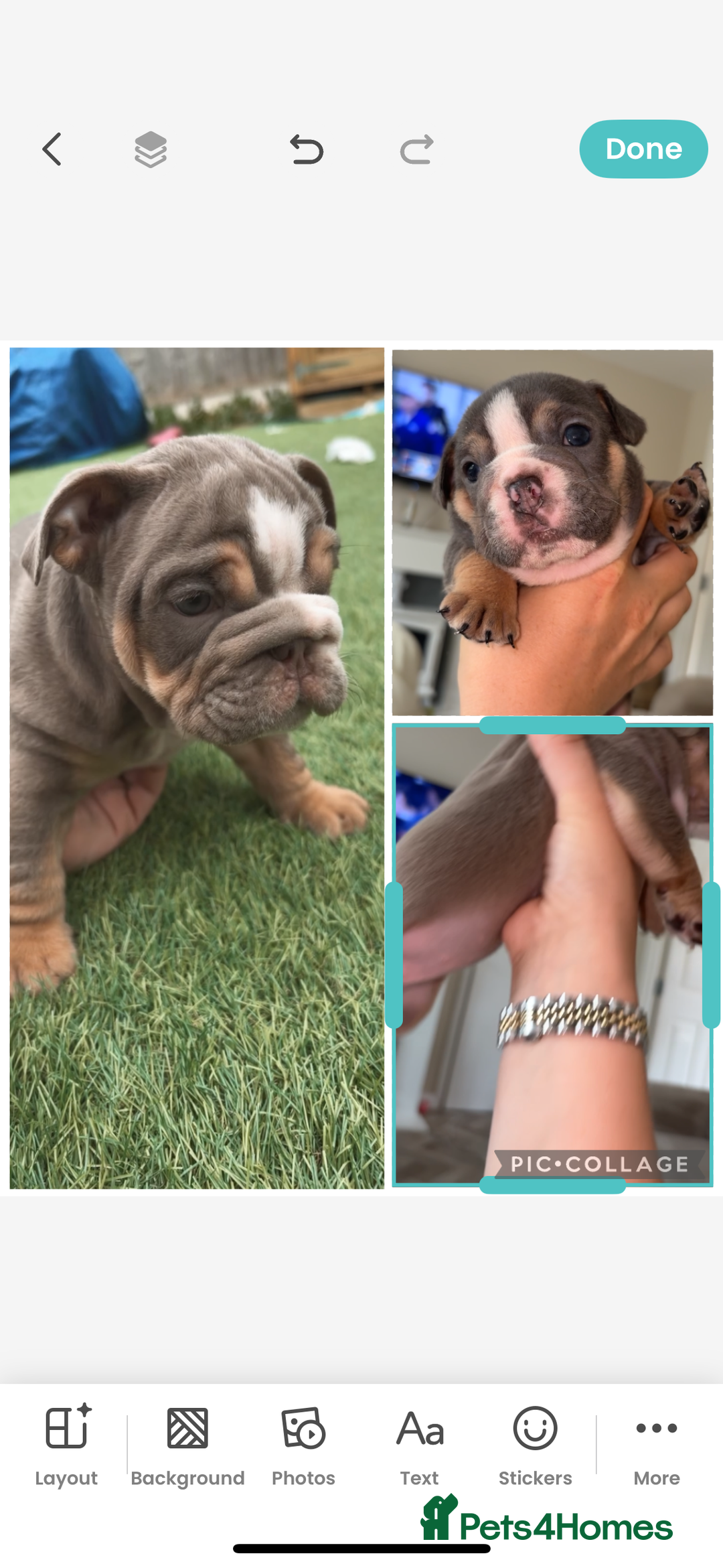 English Bulldog dogs for sale: Last male and female  - Image 2