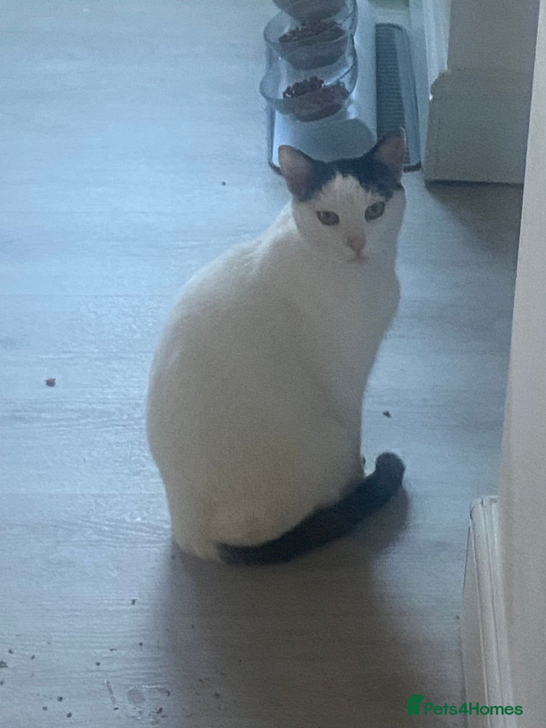 Mixed Breed cats for sale: Gentleman jack - Advert 1