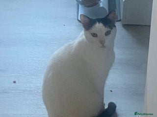 Mixed Breed cats Gentleman jack - Advert 1