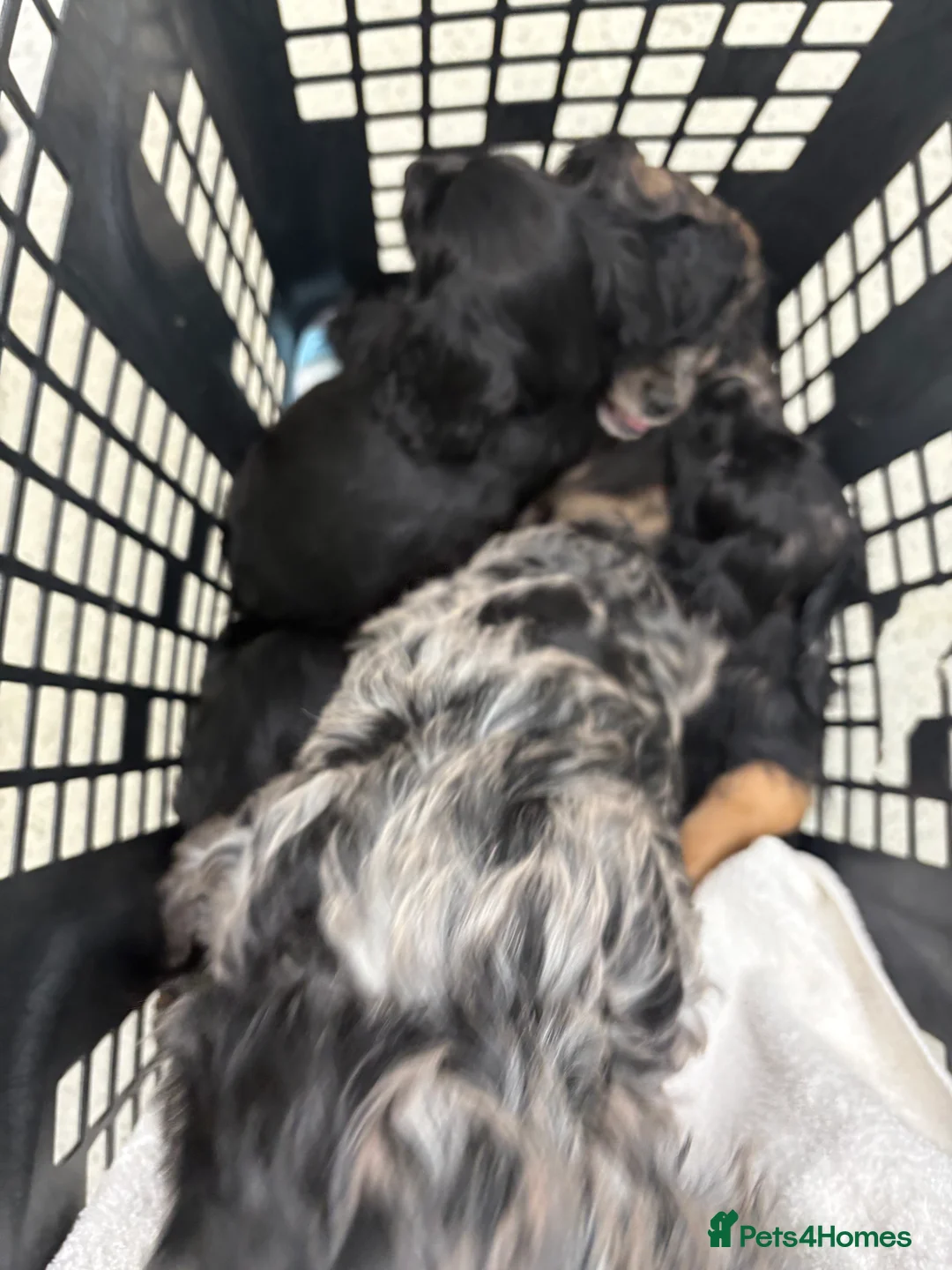Cavapoo dogs for sale: Cavapoo Merle’s  in Dagenham - Advert 2