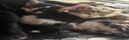 Mixed Breed cats for sale: 3 Beautiful kittens - Advert 13