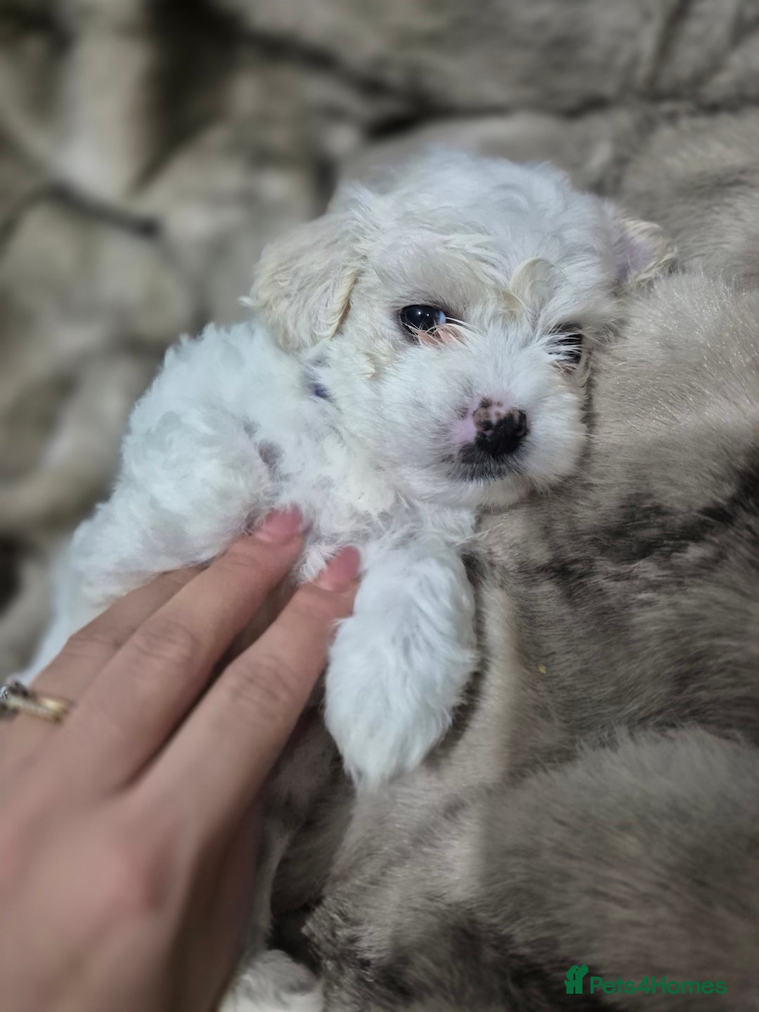 Maltese dogs for sale: K1 Beautiful Maltese puppies  - Advert 20