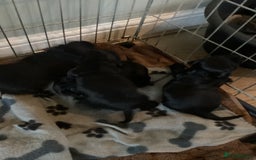 Cocker Spaniel dogs for sale: Working cocker spaniel puppies  - Advert 5