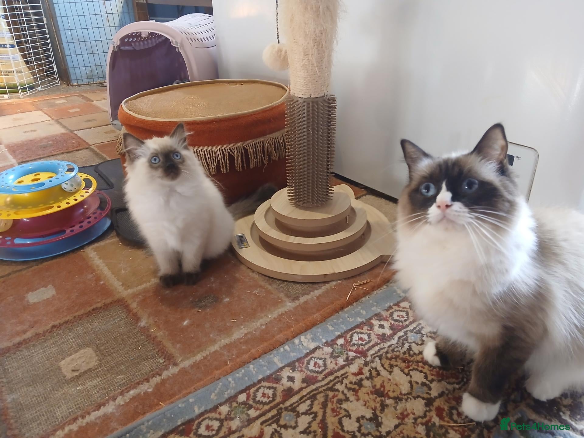 Ragdoll cats Female ragdoll kitten - Advert 2