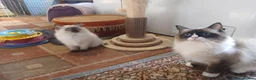 Ragdoll cats for sale: Female ragdoll kitten - Advert 1