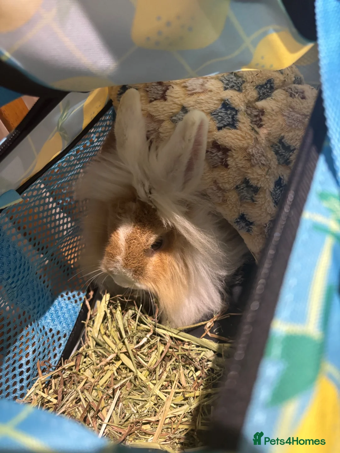 Lionhead rabbits for sale: Neutered Lionhead boy in Caernarfon - Advert 4