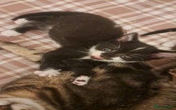Mixed Breed cats for sale: Kittens for sale - Image 4