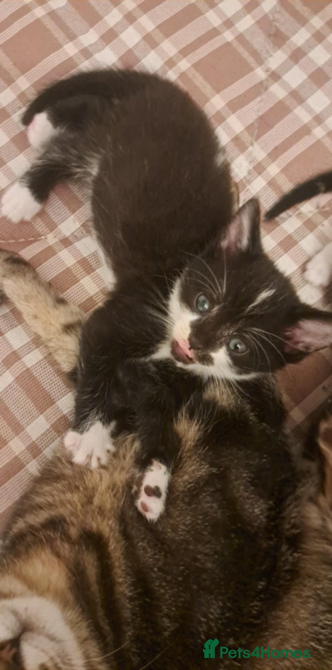 Mixed Breed cats for sale: Kittens for sale - Image 4