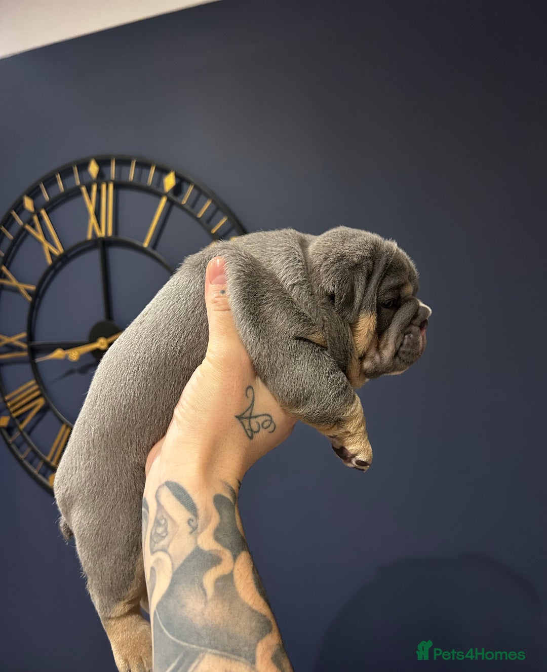 Mixed Breed dogs for sale: English bulldogs  - Advert 10