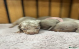 Miniature Dachshund dogs for sale: 5⭐️ Licensed. Kc registered tiny mini Daxis  - Image 4
