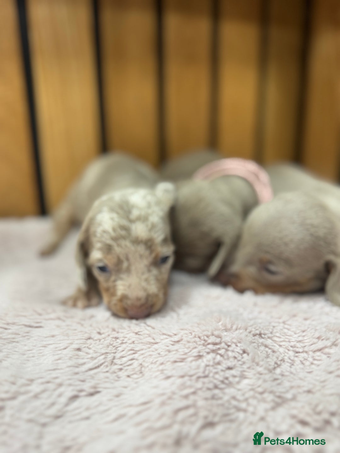 Miniature Dachshund dogs for sale: 5⭐️ Licensed. Kc registered tiny mini Daxis  - Image 4