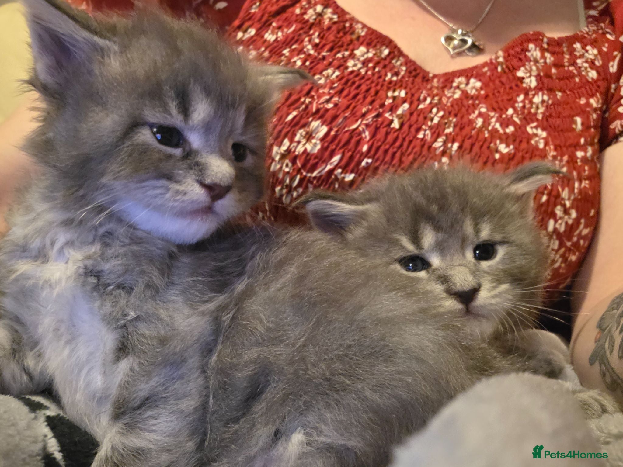 Maine Coon cats Tica beautiful Maine Coon kittens  - Advert 15