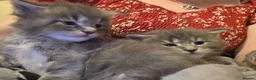 Maine Coon cats for sale: Tica beautiful Maine Coon kittens  - Advert 7