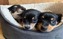 Mixed Breed dogs for sale: Jack Russell x Dachshund  - Image 2