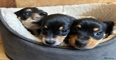 Mixed Breed dogs - Advert 16