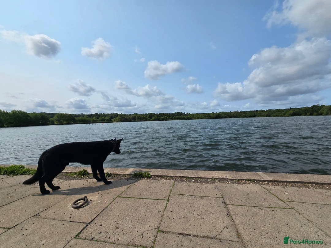 German Shepherd dogs for stud: PROVEN- BLACK-GERMAN SHEPHERD AVAILABLE FOR STUD in Walsall - Advert 16