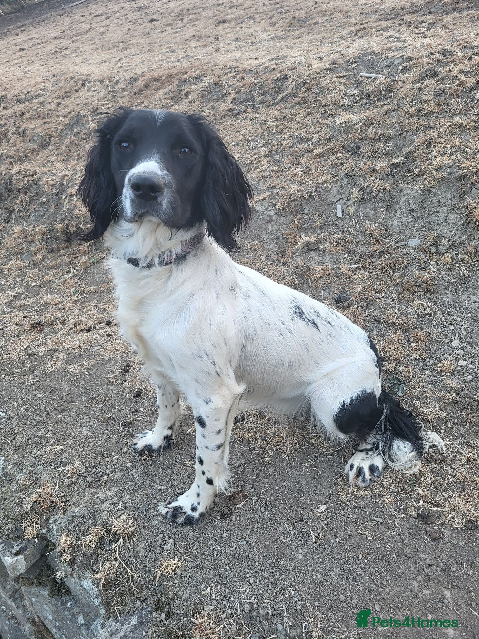 English Springer Spaniel dogs 10 month old springer bitch  - Advert 1