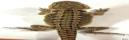 Bearded Dragon reptiles for sale: Red citrus baby bearded dragons  - Advert 5