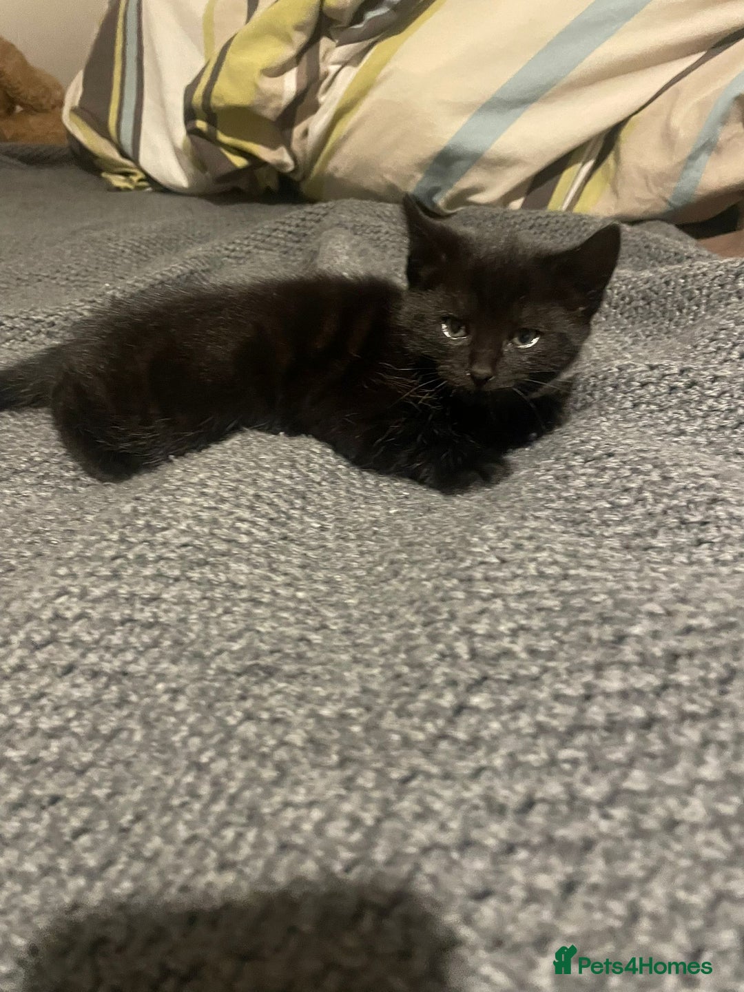 Mixed Breed cats for sale: 4 Kittens available - Advert 4