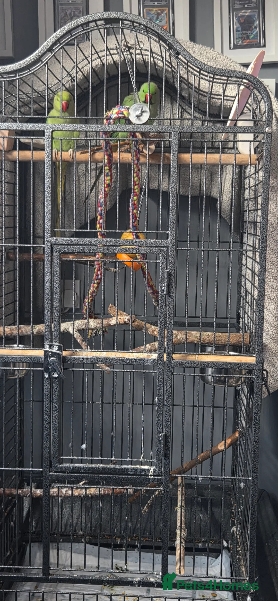 Parrots birds for sale: PARROT 🦜 india ring neck boy/girl large cage - Advert 6