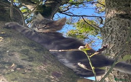 Maine Coon cats for sale: Extra Large Maine Coon Kittens - Image 1