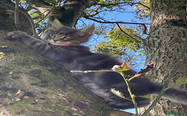 Maine Coon cats - Advert 3