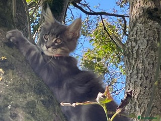 Maine Coon cats - Advert 15