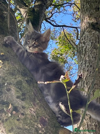 Maine Coon cats - Advert 3