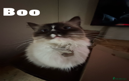 Ragdoll cats for sale: Ragdoll X kittens - Image 11