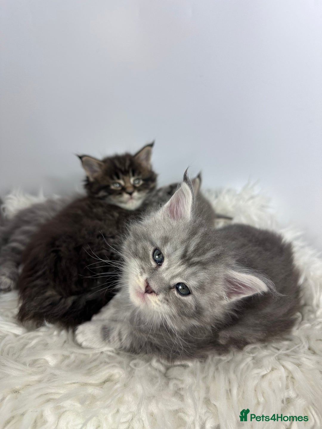 Maine Coon cats for sale: 6 Gorgeous Pure Breed Maine Coon Kittens - Advert 19