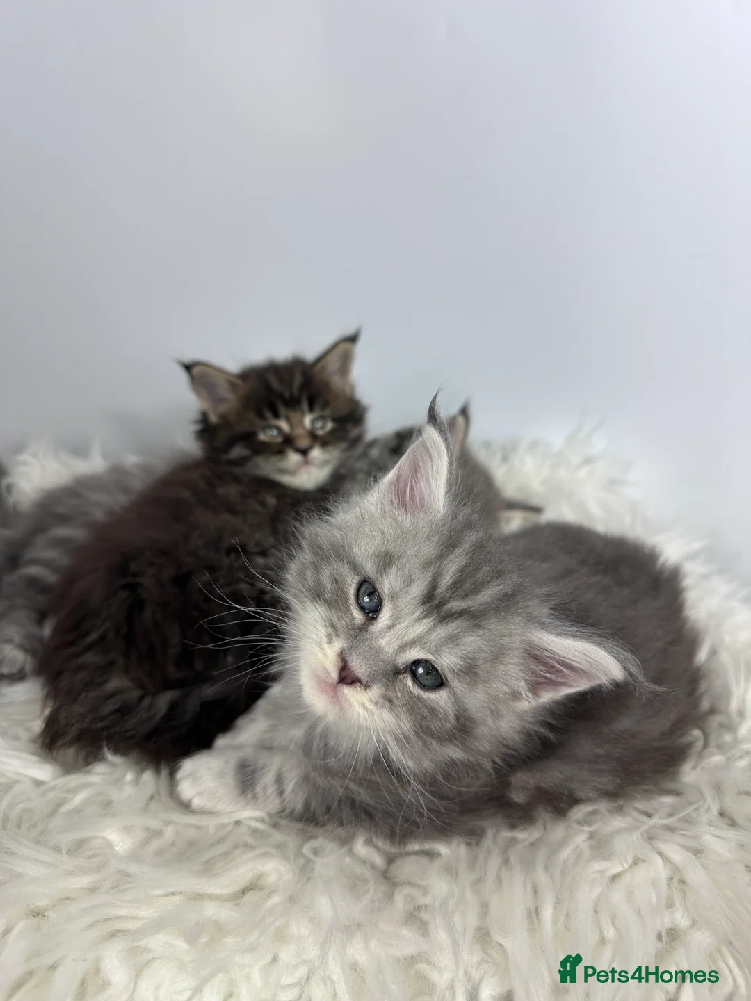 Maine Coon cats for sale: ✨Last 2 Gorgeous Pure Breed Maine Coon Kittens✨ - Advert 23